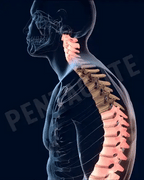 Adjustable Posture Corrector Belt